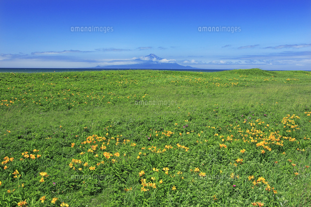 サロベツ原生花園の花と利尻島 の写真素材 イラスト素材 アマナイメージズ
