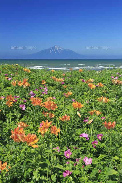 サロベツ原生花園の花と利尻島 の写真素材 イラスト素材 アマナイメージズ