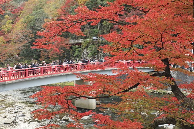 香嵐渓の紅葉と待月橋 の写真素材 イラスト素材 アマナイメージズ 香嵐渓の紅葉と待月橋 の写真素材 イラスト素材 アマナイメージズ