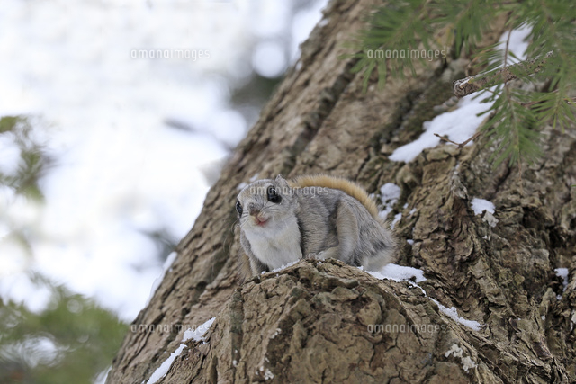 エゾモモンガ の写真素材 イラスト素材 アマナイメージズ