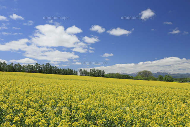 菜の花畑 の写真素材 イラスト素材 アマナイメージズ
