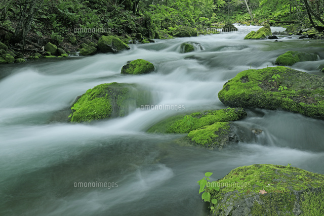 苔むす岩と阿寒川 の写真素材 イラスト素材 アマナイメージズ