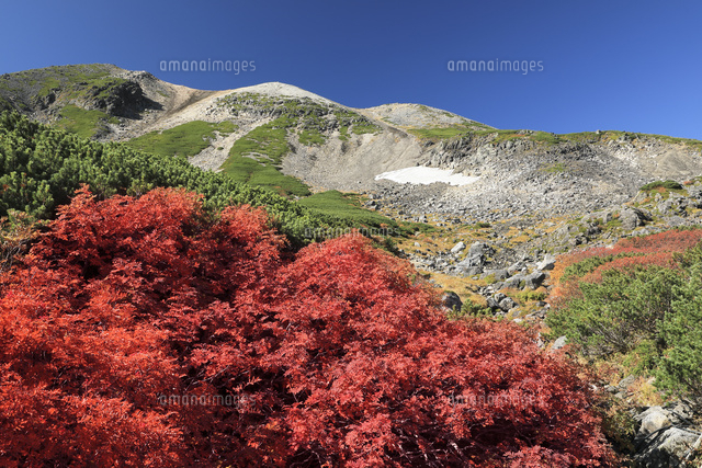 乗鞍スカイラインの紅葉と乗鞍岳 の写真素材 イラスト素材 アマナイメージズ