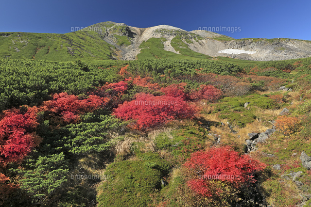 乗鞍スカイラインの紅葉と乗鞍岳 の写真素材 イラスト素材 アマナイメージズ