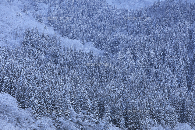 田沢湖の朝の新雪の杉林[26105020140]の写真・イラスト素材｜アマナイメージズ