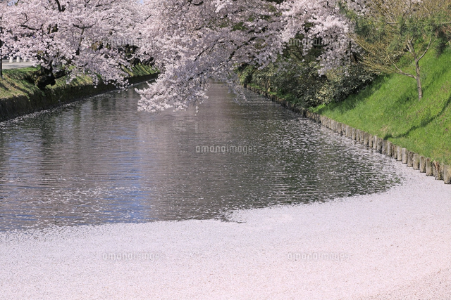 弘前公園の桜と花筏[26105021824]の写真・イラスト素材｜アマナイメージズ