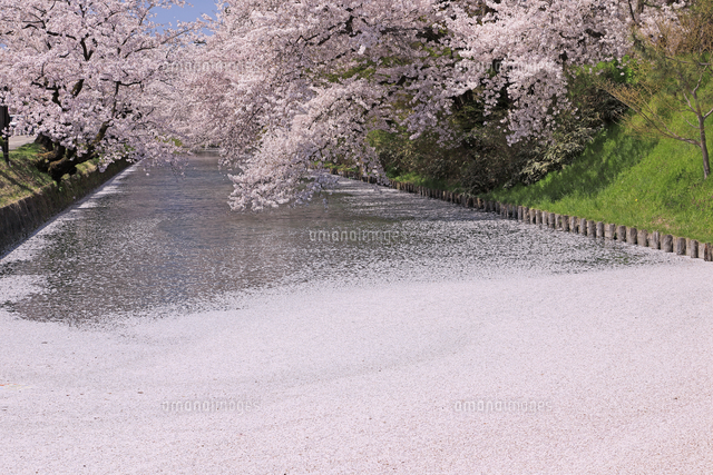 弘前公園の桜と花筏[26105021824]の写真・イラスト素材｜アマナイメージズ