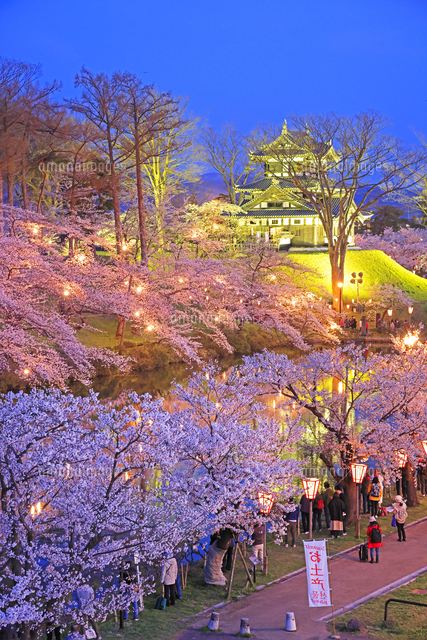 高田城址公園の夜桜[26105025130]の写真・イラスト素材｜アマナイメージズ