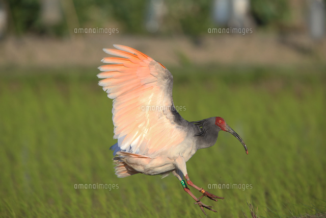 水田に降り立つトキ の写真素材 イラスト素材 アマナイメージズ