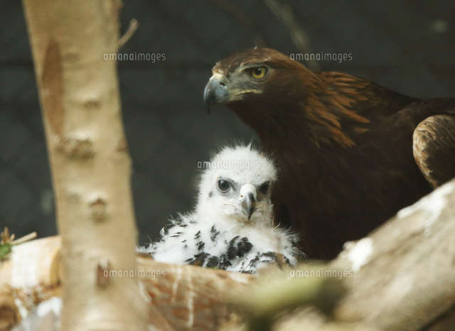 イヌワシの親子 の写真素材 イラスト素材 アマナイメージズ
