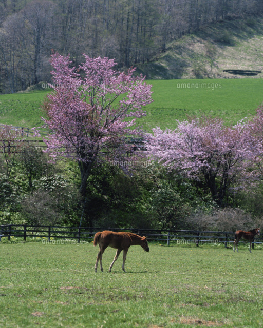 桜と馬 の写真素材 イラスト素材 アマナイメージズ