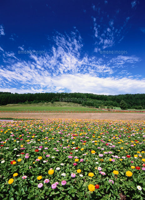 太陽の丘えんがる公園の虹のひろばと百日草 の写真素材 イラスト素材 アマナイメージズ