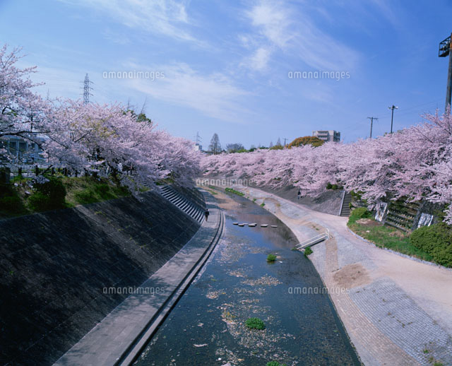山崎川 四季の道（瑞穂公園）と桜[26120005998]の写真・イラスト素材