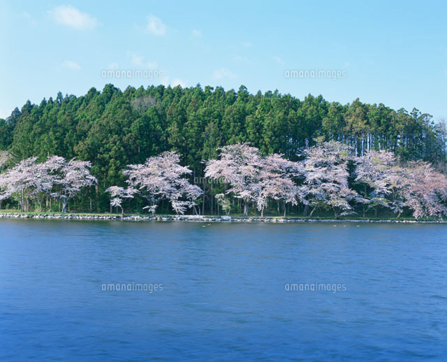 竹島潟(南極公園)の桜[26120007043]の写真・イラスト素材｜アマナ
