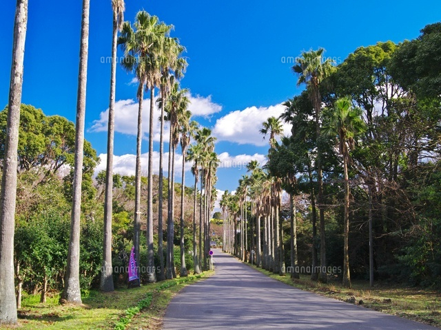 ヤシ並木[26120012975]の写真・イラスト素材｜アマナイメージズ