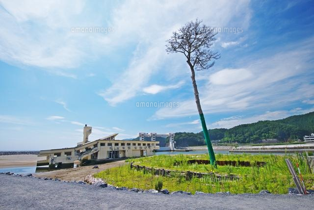 奇跡の一本松 の写真素材 イラスト素材 アマナイメージズ
