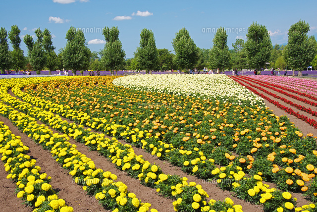 ファーム富田の花人の畑とポプラ並木 の写真素材 イラスト素材 アマナイメージズ