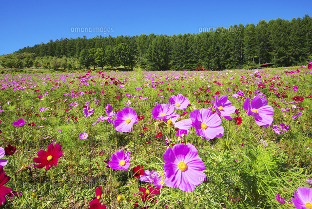 太陽の丘えんがる公園 コスモス園 の写真素材 イラスト素材 アマナイメージズ