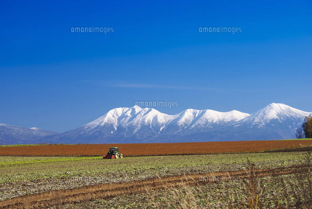 十勝岳連峰と就実の丘　水彩画 サイズはF10 十勝岳連峰とカラマツと就実の丘[26120017571]の写真・イラスト