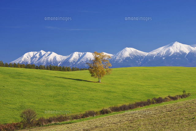 十勝岳連峰と就実の丘　水彩画 サイズはF10 十勝岳連峰とカラマツと就実の丘[26120017571]の写真・イラスト