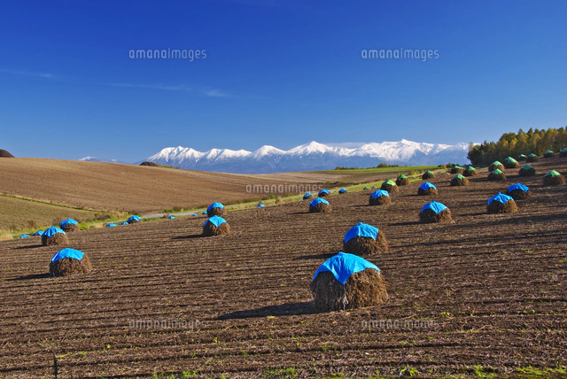 十勝岳連峰と就実の丘　水彩画 サイズはF10 十勝岳連峰とカラマツと就実の丘[26120017571]の写真・イラスト