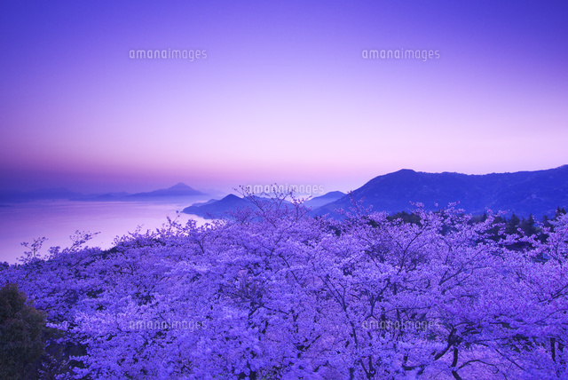 開山公園の朝の桜 の写真素材 イラスト素材 アマナイメージズ