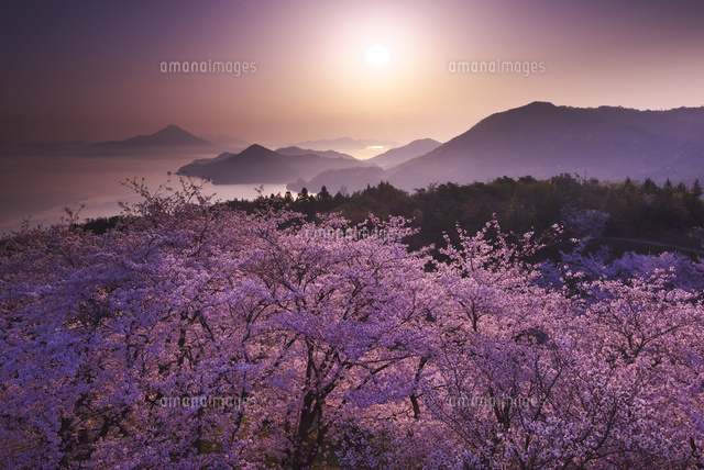 開山公園の日の出と桜[26120019336]の写真・イラスト素材｜アマナ