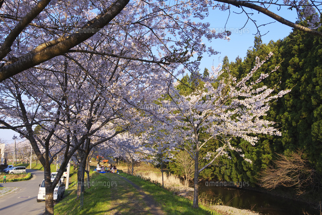 神山川と桜 の写真素材 イラスト素材 アマナイメージズ