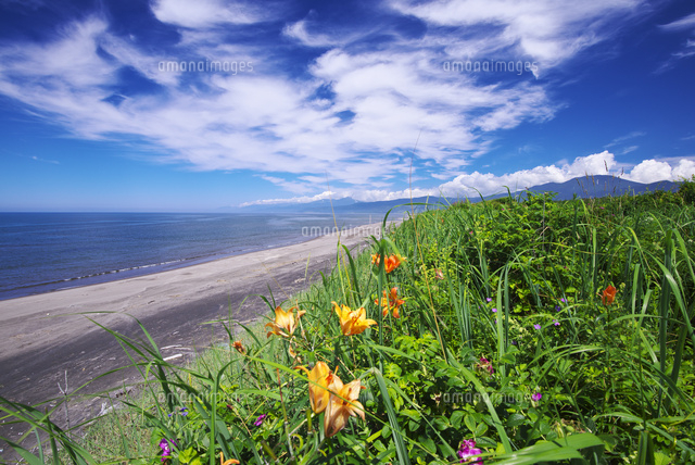 以久科原生花園のエゾスカシユリ の写真素材 イラスト素材 アマナイメージズ