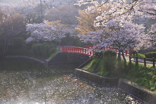 甘木公園の桜 の写真素材 イラスト素材 アマナイメージズ 甘木公園の桜 の写真素材 イラスト素材 アマナイメージズ