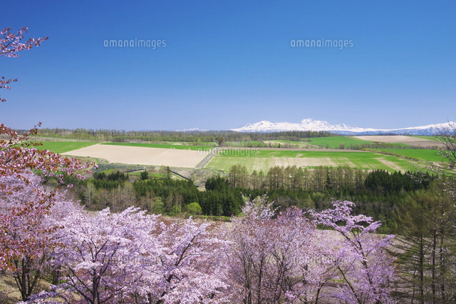 深山峠の桜と大雪山[26120027200]の写真・イラスト素材｜アマナイメージズ