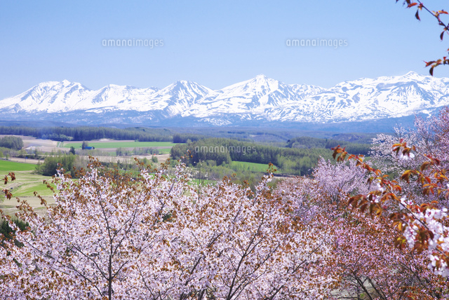 深山峠の桜と十勝岳連峰[26120027204]の写真・イラスト素材｜アマナ