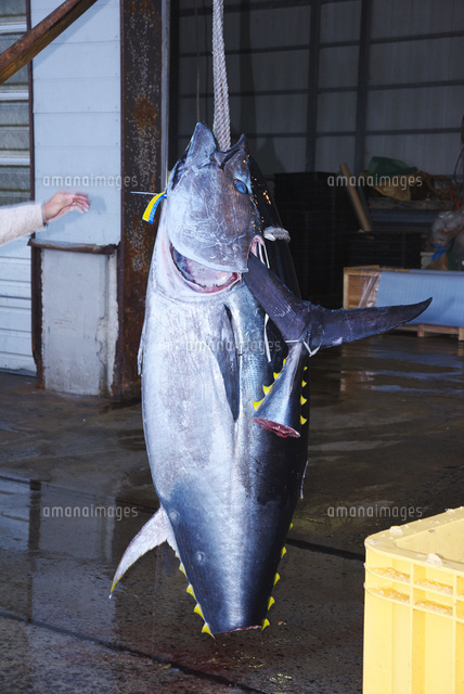 大間まぐろ の写真素材 イラスト素材 アマナイメージズ