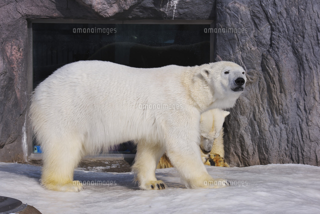 旭山動物園のシロクマ の写真素材 イラスト素材 アマナイメージズ