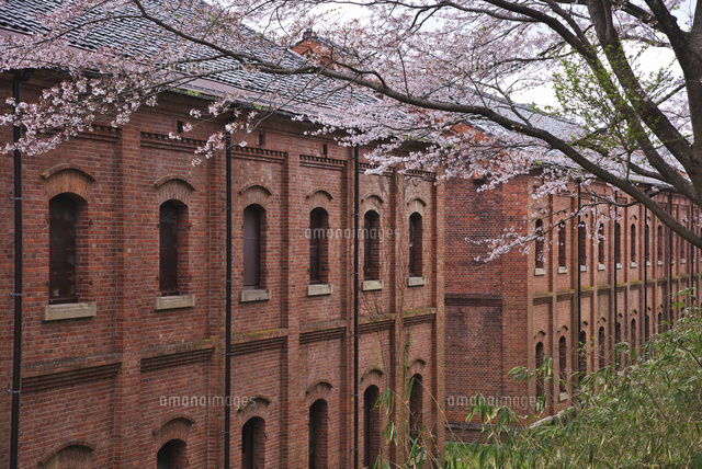 赤れんが倉庫群と桜 の写真素材 イラスト素材 アマナイメージズ
