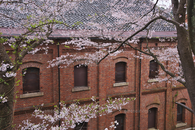 赤れんが倉庫群と桜 の写真素材 イラスト素材 アマナイメージズ