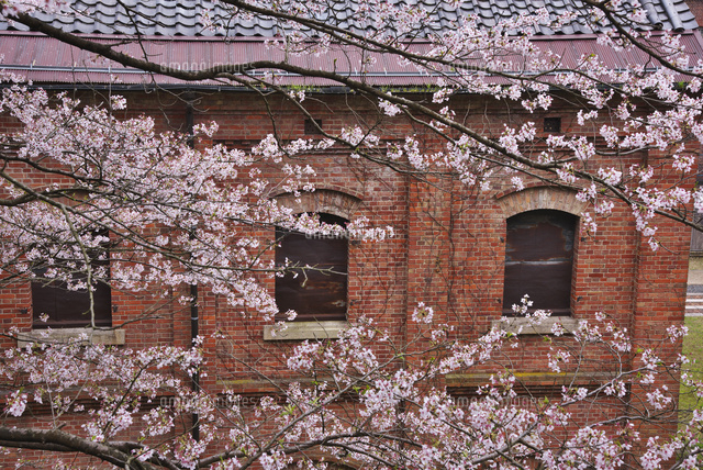 赤れんが倉庫群と桜 の写真素材 イラスト素材 アマナイメージズ