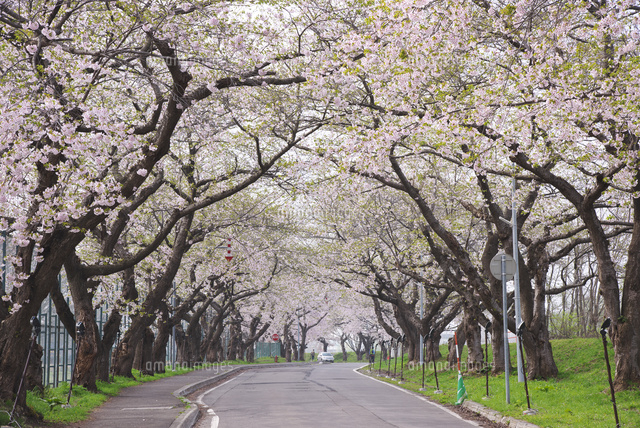 大野川沿い桜並木 の写真素材 イラスト素材 アマナイメージズ