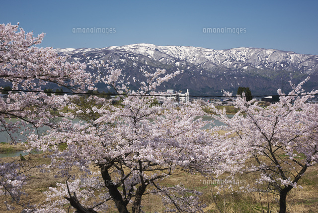 最上川堤防千本桜 の写真素材 イラスト素材 アマナイメージズ