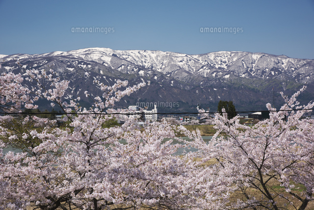 最上川堤防千本桜 の写真素材 イラスト素材 アマナイメージズ