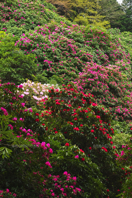 天城グリーンガーデン の写真素材 イラスト素材 アマナイメージズ