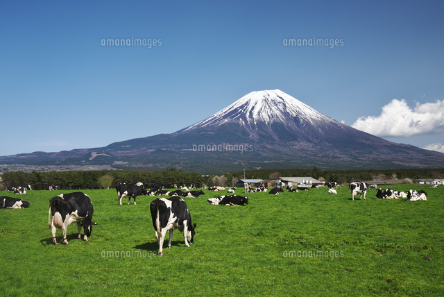 朝霧高原の牛と富士山 の写真素材 イラスト素材 アマナイメージズ