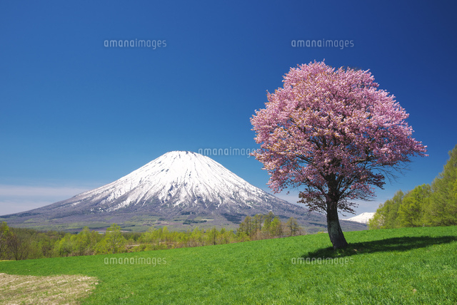 油彩画　羊蹄山(春) 望羊の丘の一本桜と羊蹄山[26120038546]の写真・イラスト素材｜アマナ