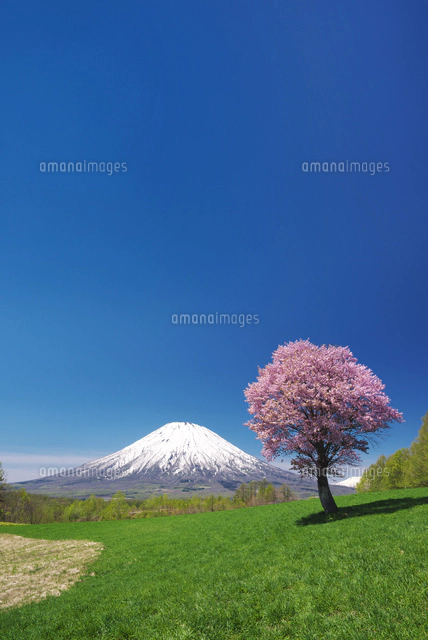望羊の丘の一本桜と羊蹄山[26120038546]の写真・イラスト素材｜アマナ