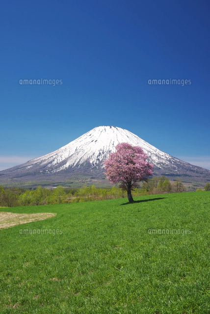 望羊の丘の一本桜と羊蹄山[26120038650]の写真・イラスト素材｜アマナ