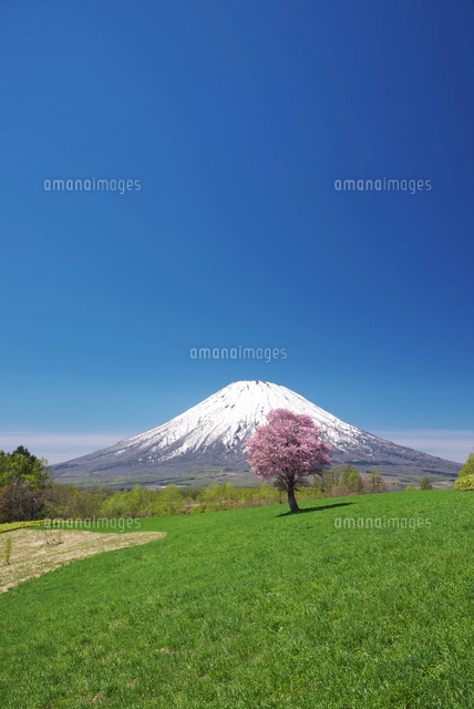 望羊の丘の一本桜と羊蹄山[26120038650]の写真・イラスト素材｜アマナ