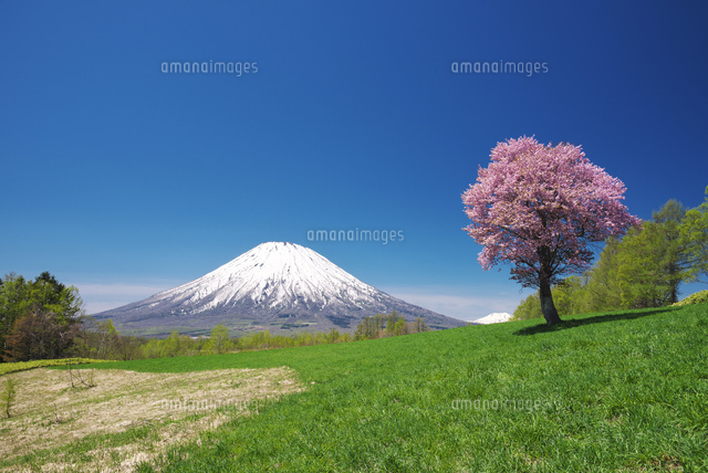望羊の丘の一本桜と羊蹄山[26120038656]の写真・イラスト素材｜アマナ