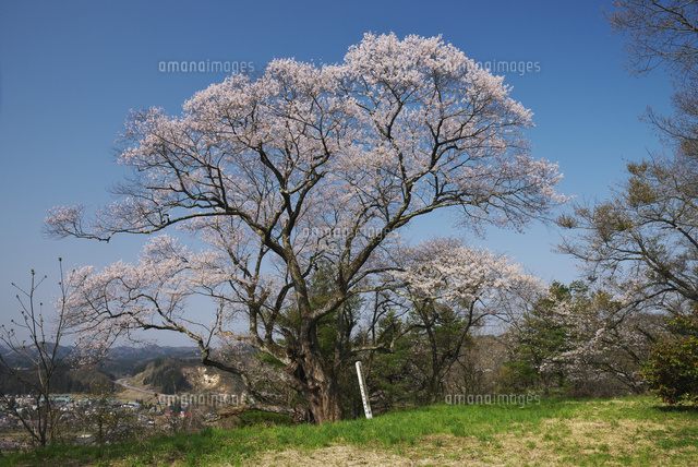 古城山の姥桜 の写真素材 イラスト素材 アマナイメージズ