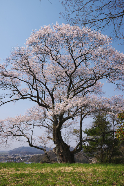 古城山の姥桜 の写真素材 イラスト素材 アマナイメージズ
