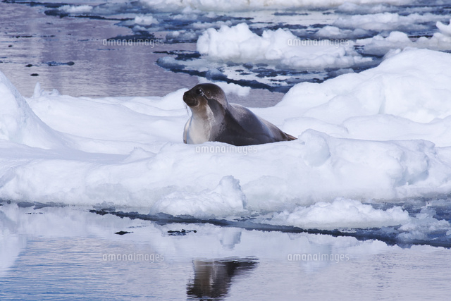 流氷とクラカケアザラシ の写真素材 イラスト素材 アマナイメージズ